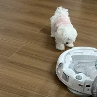 大疆ROMO养宠家庭使用6个月感受