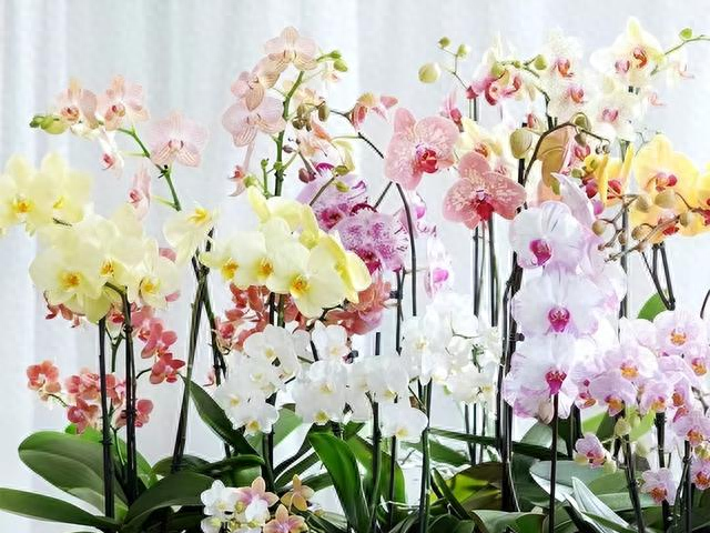 蝴蝶兰掉苞与养护指南：避开组培苗陷阱与正确养法