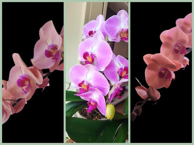 蝴蝶兰家庭养护全流程：从环境控制到花期延长