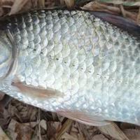 野钓鲫鱼选钩指南：3种常用钩型特性与适用场景详解