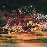 当我用慢门拍花｜附油画感拍摄技巧📸