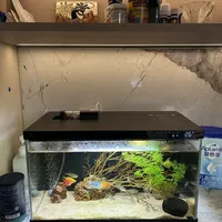 回复大家关心的小米鱼缸