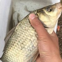 有这四款野钓经典窝料，钓起来才能毫无压力！