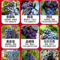 一篇搞懂酿酒葡萄品种和风味🍷