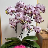 有什么比较好养活的花?