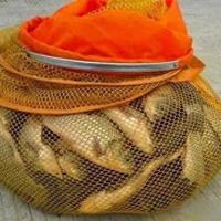 两种低成本自制鲫鲤鱼饵料配方与制作指南