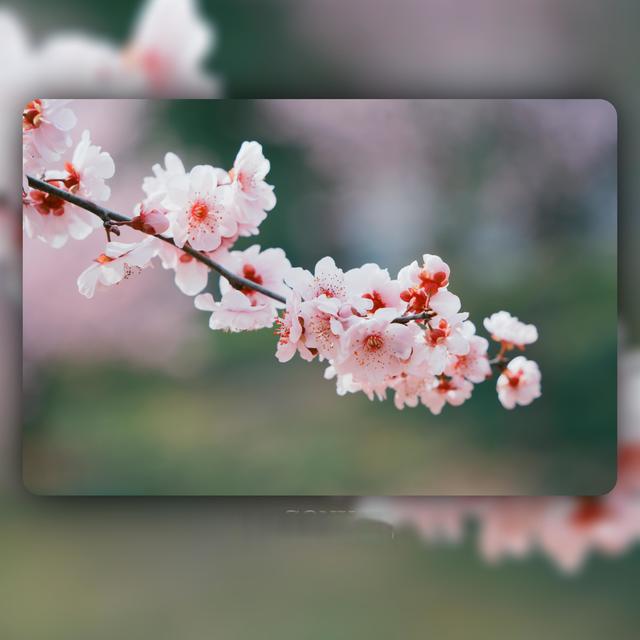 春风十里📸 春天拍花万能参数模版