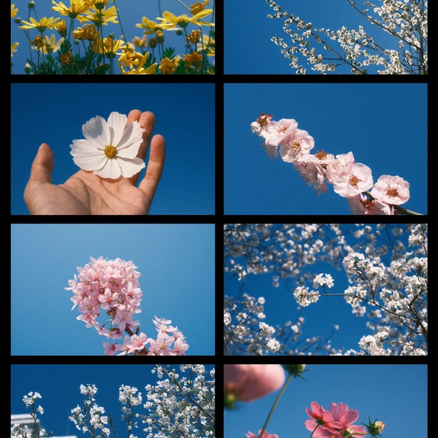 Fujifilm｜教你一套参数搞定春日拍花🌸