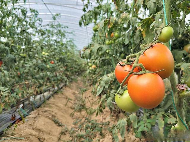 有机肥种植蔬菜的五大核心作用解析