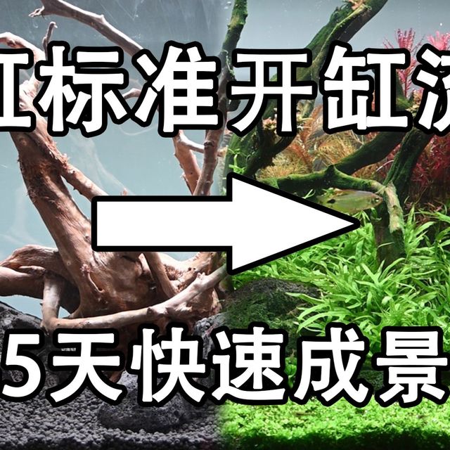 我迭代出了一个步骤超简单容错超高的标准开缸流程