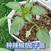 田园小院种2026年春季辣椒茄子苗啦