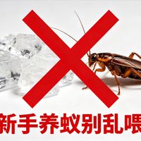 只喂杜比亚+冰糖养弓背?一步步看着整群崩盘全过程