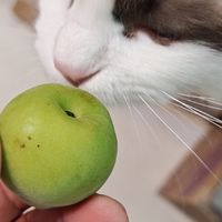 来个最简单的青梅酒泡法，不好喝你可以拿来退给我