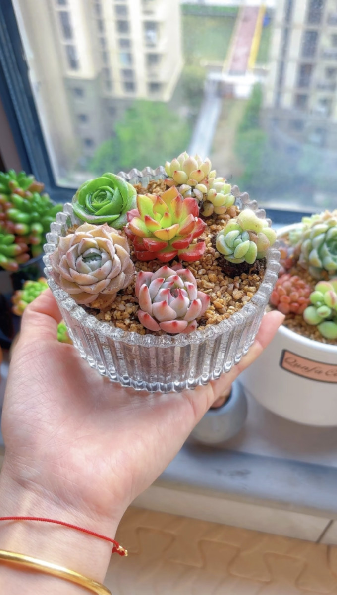 鲜花绿植
