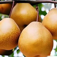 春季燥气重，饮食宜忌：多吃3样少吃2物清热润肺