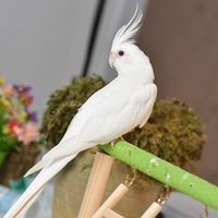 春日养宠：玄凤鹦鹉选鸟指南