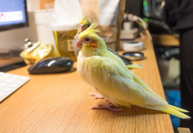 爱她其他宠物主粮