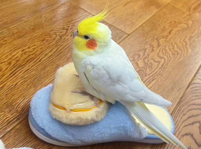 爱她其他宠物主粮