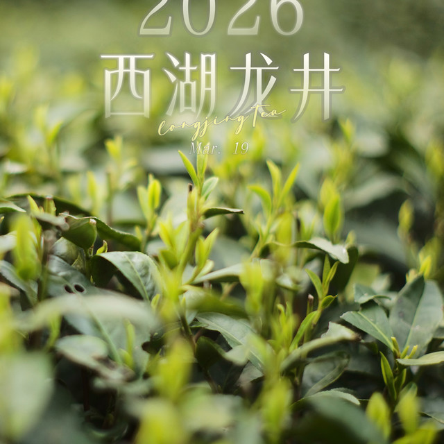 2026西湖龙井开始了？