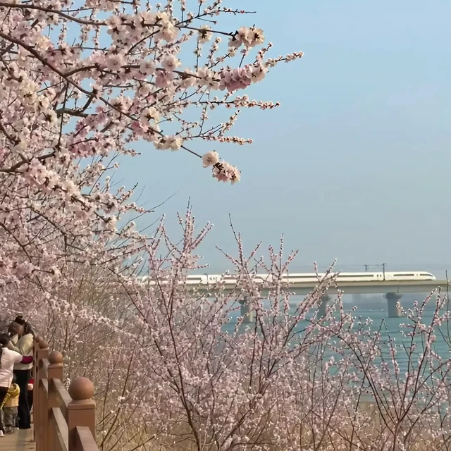 石家庄🌸开往春天的列车！（桃花版！！）