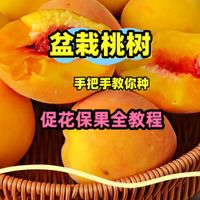 盆栽桃树春季管理全知识：促花保果全教程，枝条、水肥和丰产技术