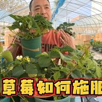 草莓如何施肥？草莓需要哪些肥料？