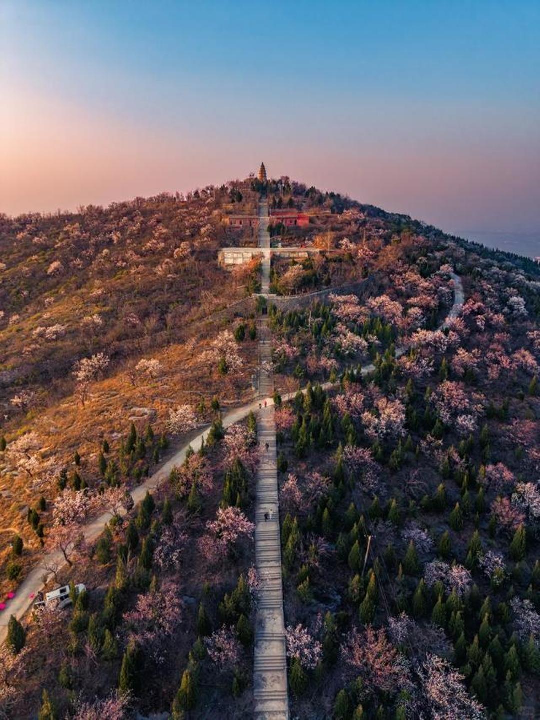 别只盯着洛阳牡丹！河南私藏的万亩花海秘境，开遍山野河川
