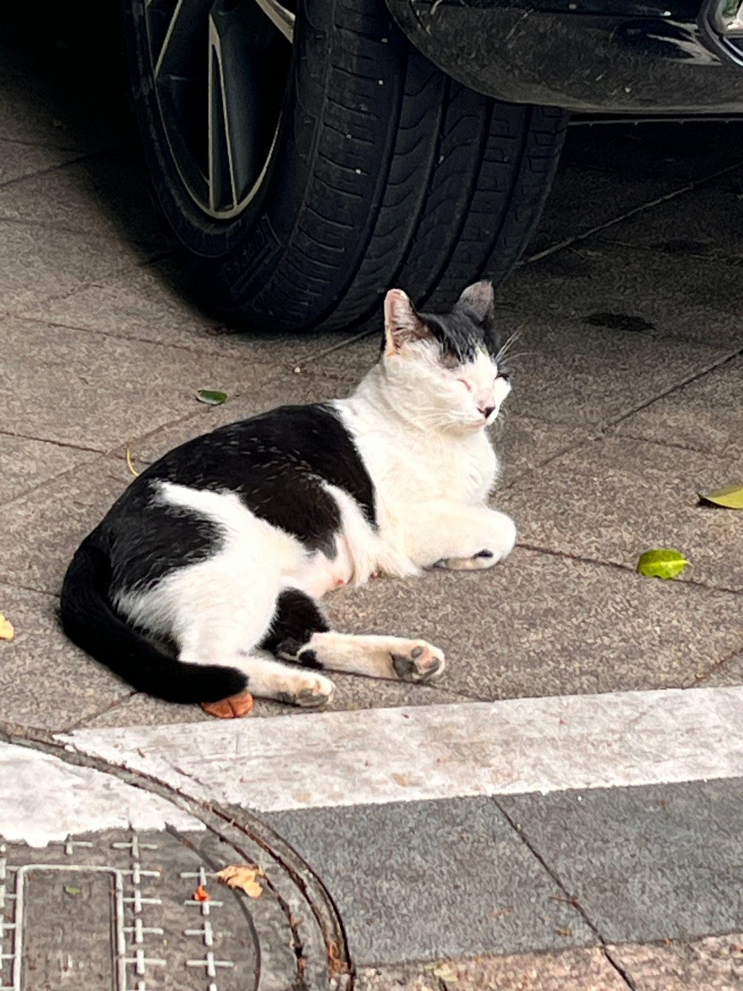 从街头江湖到温暖枕边,收养流浪猫的爱与责任远超你的想象