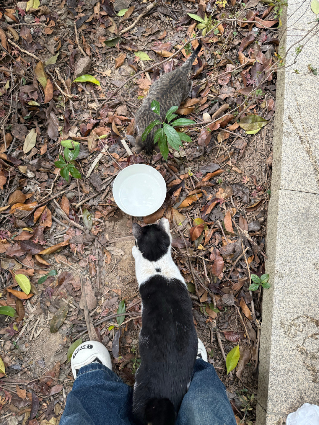 从街头江湖到温暖枕边,收养流浪猫的爱与责任远超你的想象