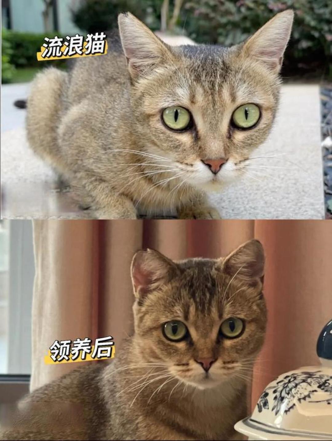 从街头江湖到温暖枕边,收养流浪猫的爱与责任远超你的想象