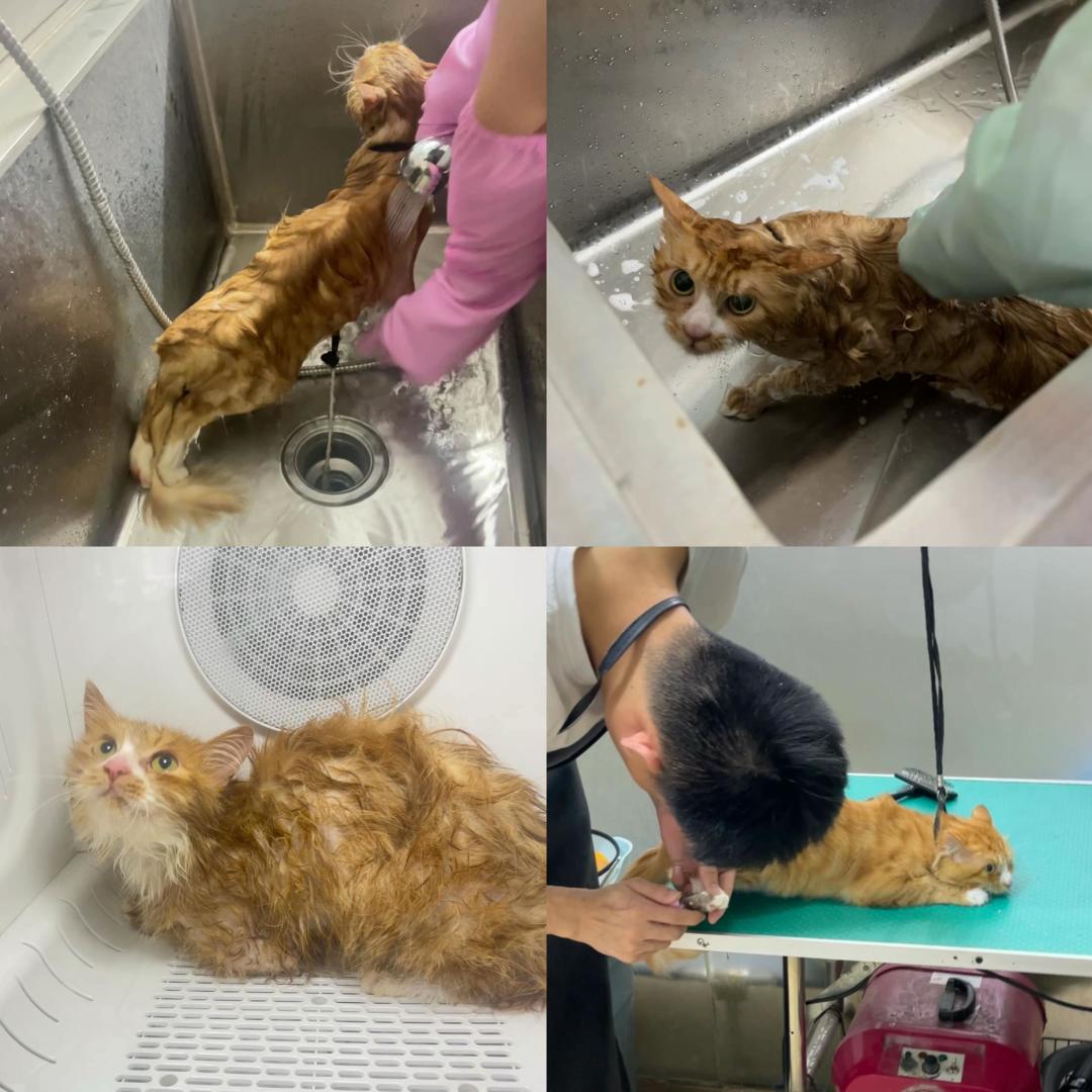 从街头江湖到温暖枕边,收养流浪猫的爱与责任远超你的想象