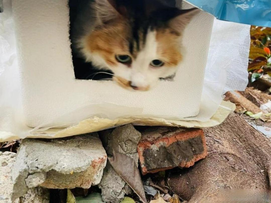 从街头江湖到温暖枕边,收养流浪猫的爱与责任远超你的想象