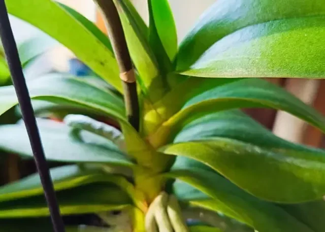 蝴蝶兰想放南阳台？学会这招“阳光驯化法”，叶片油绿不晒伤