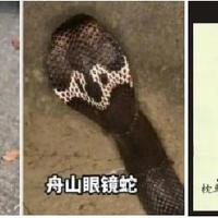 云南3岁女童被眼镜王蛇咬伤后「假死」近3天，为什么会这样？被蛇咬后该怎么做？哪些民间急救方法是错误的？