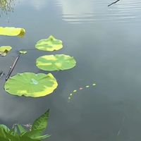 为什么野钓七星漂比立漂上鱼多？看完我就服了