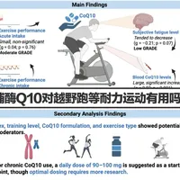 辅酶Q10对越野跑等耐力运动有没有用？