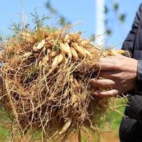 乡村振兴新机遇：种植业与养殖业优质赛道深度解析