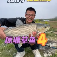 春季水库玉米钓草鱼实战攻略