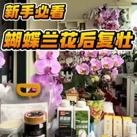蝴蝶兰花后复壮全指南：肥料选择与病虫害防治