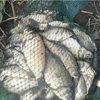 春季钓鲫鱼频频空竿？换掉红虫改用这两种饵，轻松避开小杂鱼