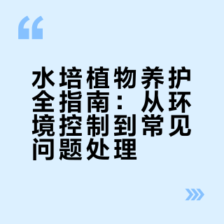 水培植物养护全指南：从环境控制到常见问题处理