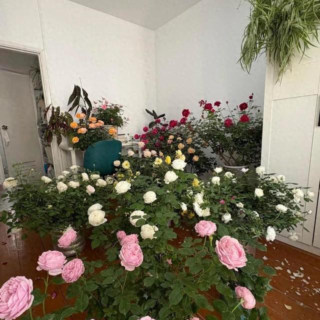 家庭园艺防雨避坑指南：重瓣月季的养护与空间优化