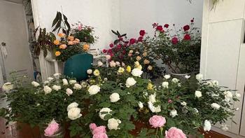 家庭园艺防雨避坑指南：重瓣月季的养护与空间优化