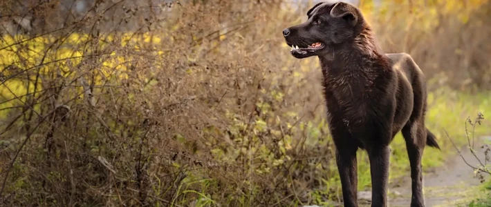 唯卓仕56f1.7使用初体验