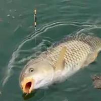 春季野钓甜饵配方与实操指南