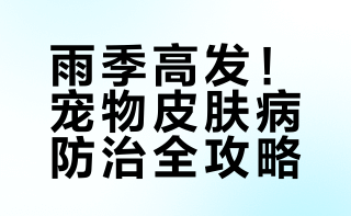 雨季潮湿，做这4件事让宠物远离皮肤病👏