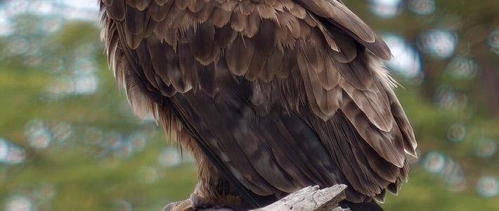 vivo X300 Ultra这次有点“灭霸”那味儿了