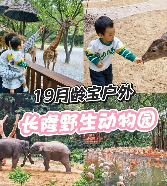 带1岁8个月人类幼崽勇闯长隆！不费妈攻略来