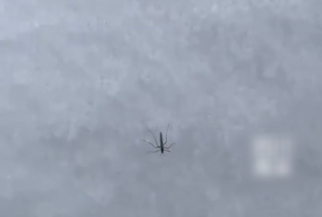 在海拔4700米雪山发现了活蚊子 当事人:很惊讶