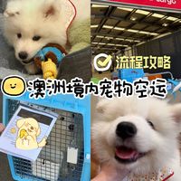 真实经历 | 澳洲境内宠物托运全流程记录✈️